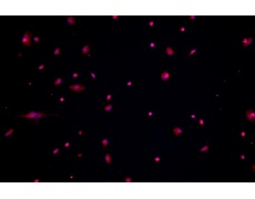 小鼠原代細(xì)胞