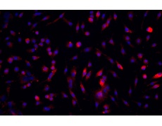 小鼠原代細(xì)胞