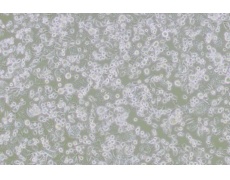 其他細(xì)胞系