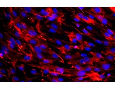 小鼠原代細(xì)胞