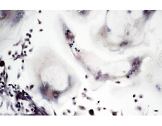 大鼠原代細(xì)胞