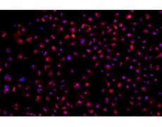 小鼠原代細(xì)胞