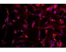 小鼠原代細(xì)胞