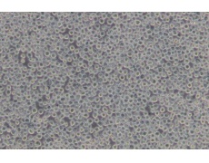 其他細(xì)胞系