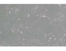 其他細(xì)胞系