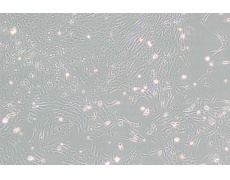 其他細(xì)胞系