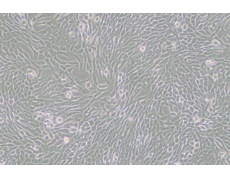 其他細(xì)胞系