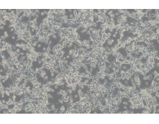 小鼠細(xì)胞系