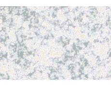 小鼠細(xì)胞系