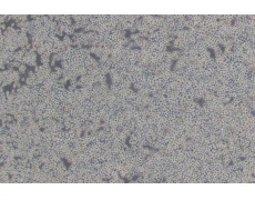 小鼠細(xì)胞系