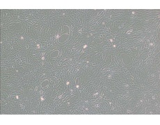 小鼠細(xì)胞系