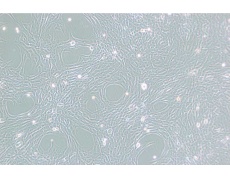 小鼠細(xì)胞系