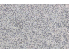 小鼠細(xì)胞系