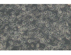 小鼠細(xì)胞系