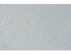 小鼠細(xì)胞系