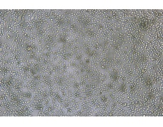 小鼠細(xì)胞系