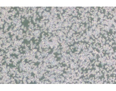 小鼠細(xì)胞系