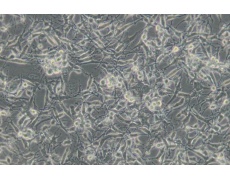 小鼠細(xì)胞系