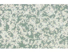 小鼠細(xì)胞系