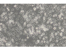 小鼠細(xì)胞系