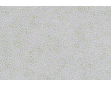 小鼠細(xì)胞系