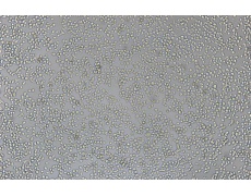 小鼠細(xì)胞系