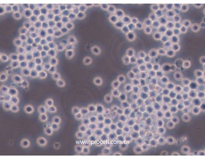 小鼠細(xì)胞系