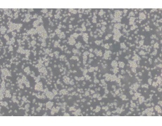 小鼠細(xì)胞系