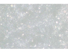 小鼠細(xì)胞系