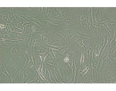 小鼠細(xì)胞系