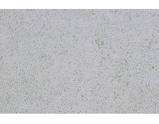 小鼠細(xì)胞系