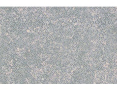 小鼠細(xì)胞系