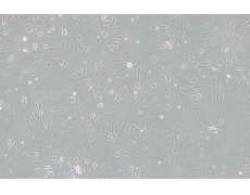 小鼠細(xì)胞系