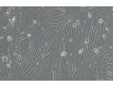 其他細(xì)胞系