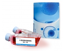 小鼠細(xì)胞系