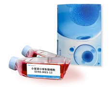 小鼠細(xì)胞系