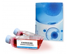 其他細(xì)胞系