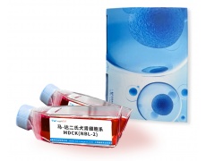 其他細(xì)胞系