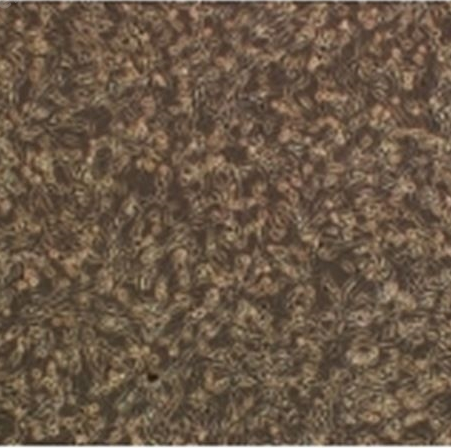 豬主動(dòng)脈內(nèi)皮細(xì)胞