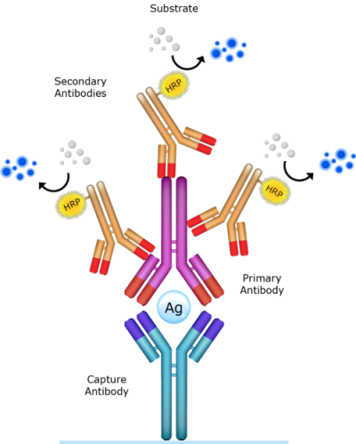 競(jìng)爭(zhēng)ELISA